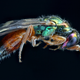 Illustration for article titled Some of the Most Gorgeous Macrophotography Weve Seen in Ages